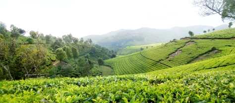 Tea gardens in Bakasura Malai