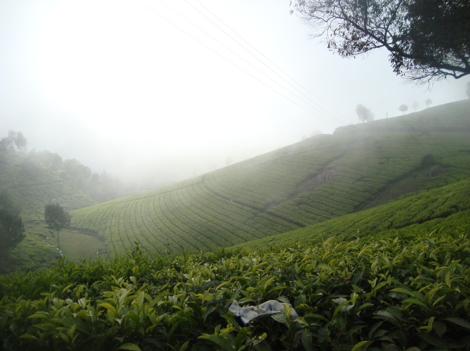 Tea estates nearby droog fort